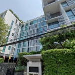 photo168 1 Siamese Thirty Nine