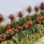 photo1176 1 Sanook Villas Nai Harn